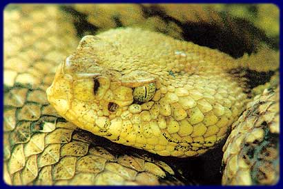 A yellow timber rattlesnake A yellow timber rattlesnake