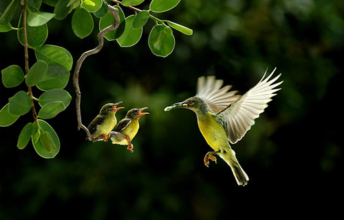 Look at the birds of the air; they do not sow or reap or store away in barns, and yet your heavenly Father feeds them. Look at the birds of the air; they do not sow or reap or store away in barns, and yet your heavenly Father feeds them.