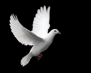The Holy Spirit at Work today The Holy Spirit at Work today