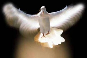 The Holy Spirit represented as a dove The Holy Spirit represented as a dove